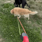 Dual Pet Leash Retractable Reflective Lead 360 Swivel Design